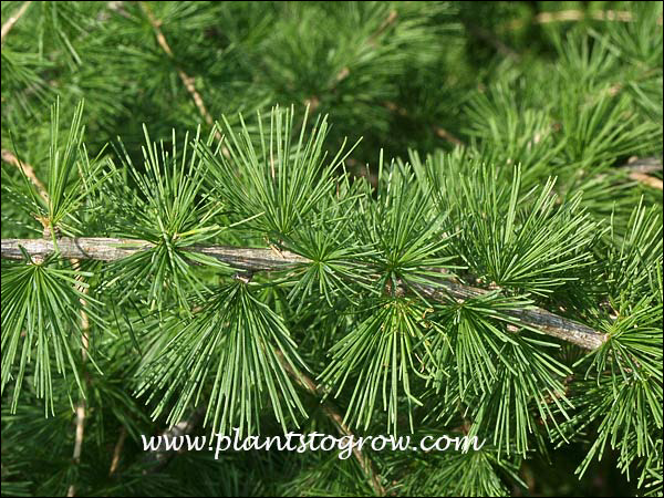 The grouping of the deciduous needles.